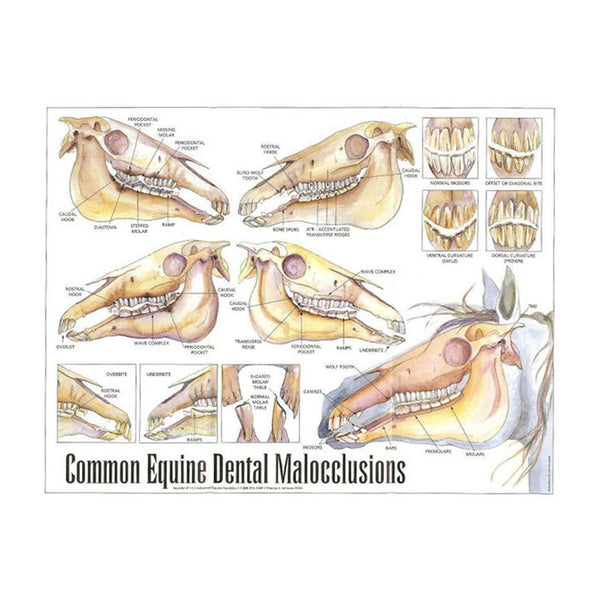 Equine Dental Anatomy Laminated Chart Poster 2538