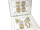 Common Equine Dental Malocclusions Flip Chart