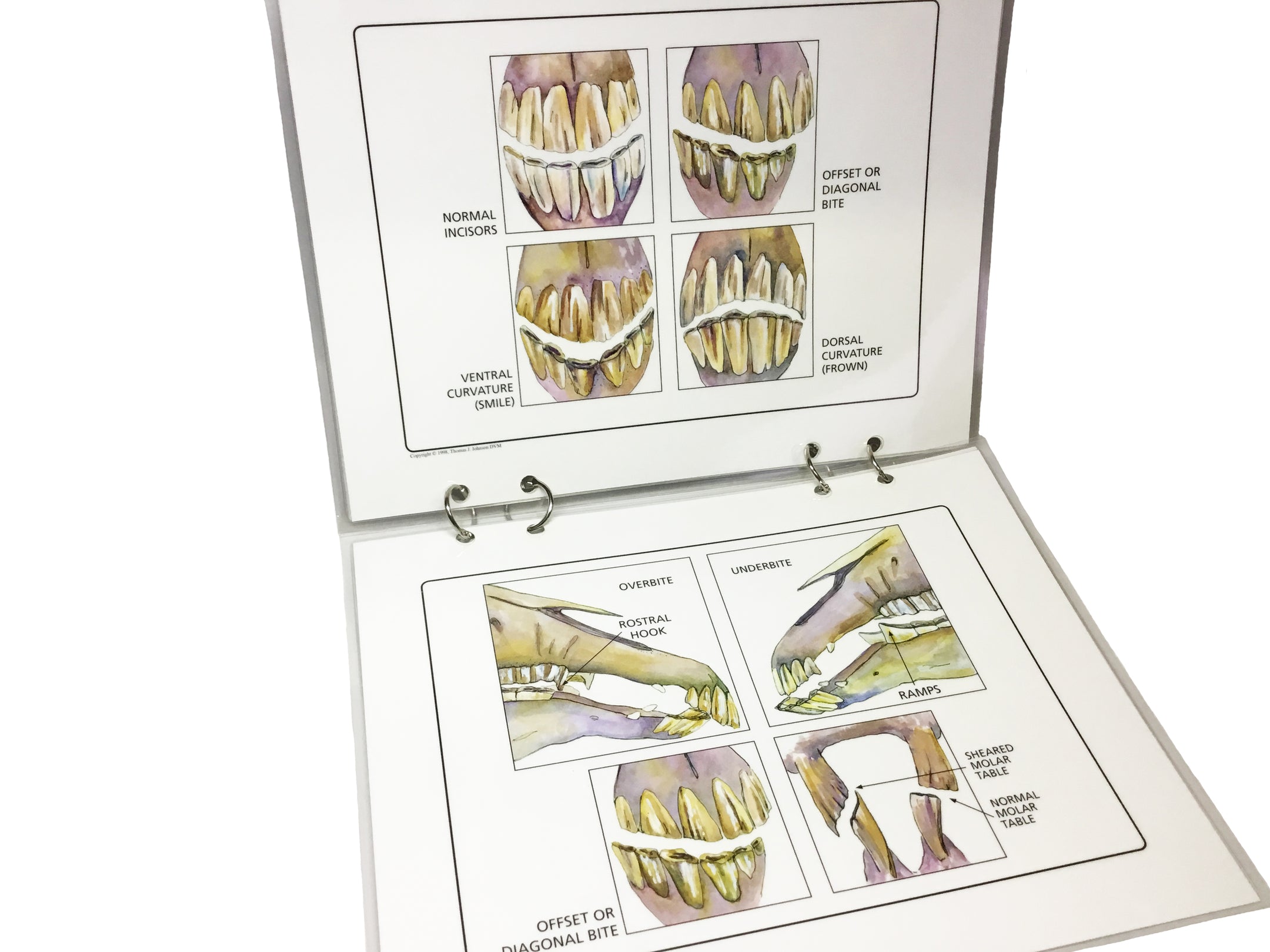 Common Equine Dental Malocclusions Flip Chart The Edge Equine