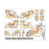 Common Equine Dental Malocclusions Wall Chart