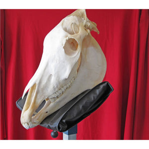 Equine Skull, Natural Model