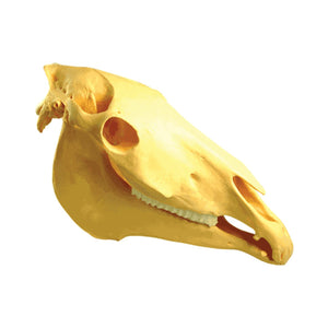 Equine Skull, Plastic (with replaceable teeth)