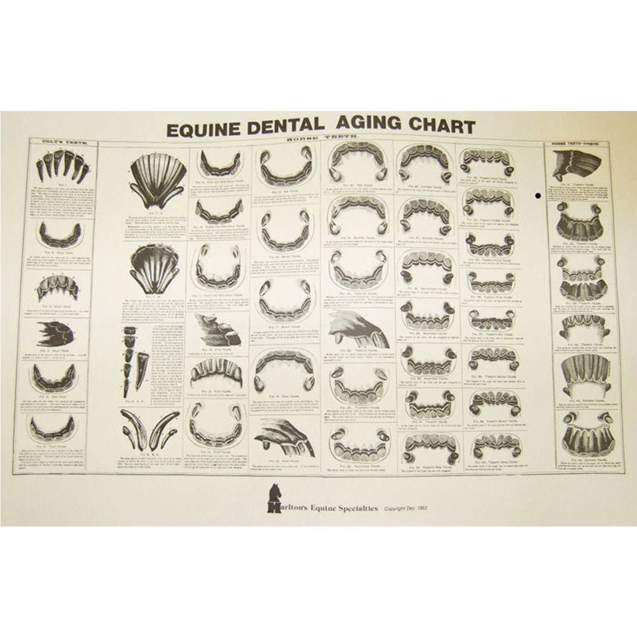 Horse Teeth Age Aging By Teeth 13 18 Years (Adult Horses)The