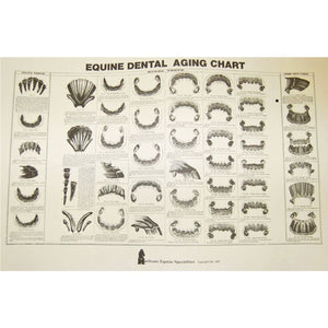 Equine Dental Aging Chart